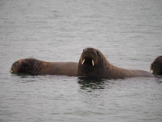 PLA10-26, Day 2, P8031288.JPG © Unknown Photographer - Oceanwide Expeditions.JPG