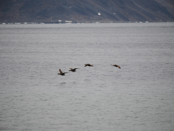 PLA10-26, Day 2, P8031305.JPG © Unknown Photographer - Oceanwide Expeditions.JPG