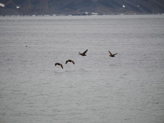 PLA10-26, Day 2, P8031306.JPG © Unknown Photographer - Oceanwide Expeditions.JPG
