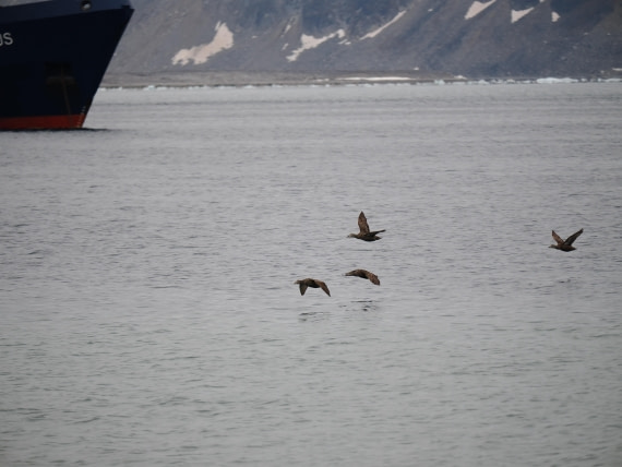 PLA10-26, Day 2, P8031308.JPG © Unknown Photographer - Oceanwide Expeditions.JPG