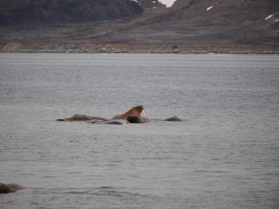 PLA10-26, Day 2, P8031316.JPG © Unknown Photographer - Oceanwide Expeditions.JPG