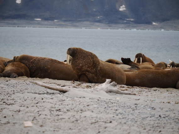 PLA10-26, Day 2, P8031320.JPG © Unknown Photographer - Oceanwide Expeditions.JPG