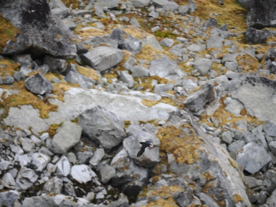 PLA10-26, Day 2, P8041339.JPG © Unknown Photographer - Oceanwide Expeditions.JPG