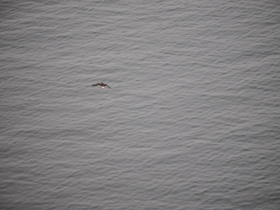 PLA10-26, Day 2, P8041356.JPG © Unknown Photographer - Oceanwide Expeditions.JPG