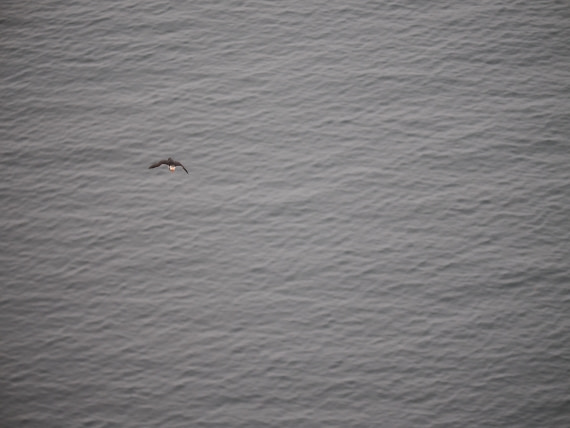PLA10-26, Day 2, P8041357.JPG © Unknown Photographer - Oceanwide Expeditions.JPG