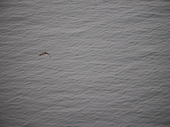 PLA10-26, Day 2, P8041358.JPG © Unknown Photographer - Oceanwide Expeditions.JPG