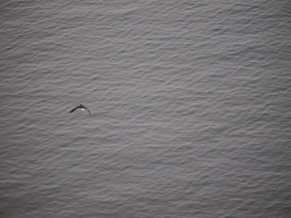PLA10-26, Day 2, P8041359.JPG © Unknown Photographer - Oceanwide Expeditions.JPG