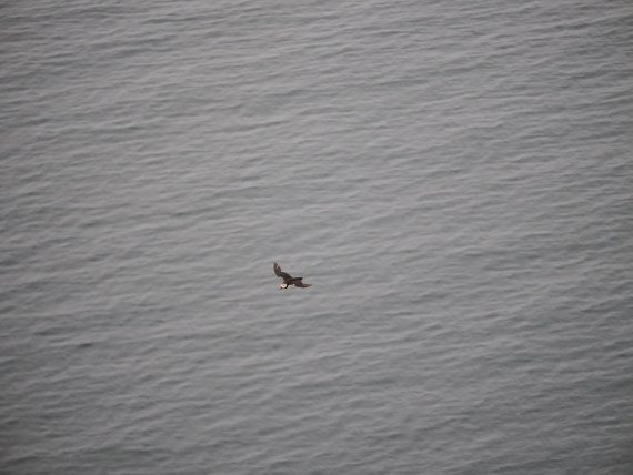 PLA10-26, Day 2, P8041360.JPG © Unknown Photographer - Oceanwide Expeditions.JPG