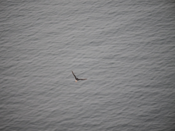 PLA10-26, Day 2, P8041362.JPG © Unknown Photographer - Oceanwide Expeditions.JPG