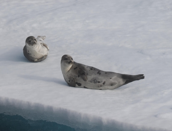 PLA10-26, Day 3, 2026-08-05 Harp Seal.JPG © Unknown Photographer - Oceanwide Expeditions.JPG