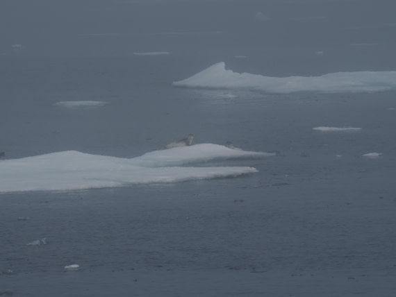 PLA10-26, Day 3, P8051415.JPG © Unknown Photographer - Oceanwide Expeditions.JPG