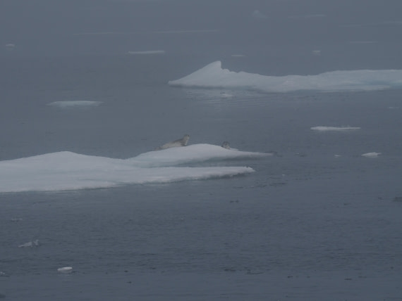 PLA10-26, Day 3, P8051416.JPG © Unknown Photographer - Oceanwide Expeditions.JPG