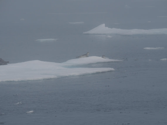 PLA10-26, Day 3, P8051417.JPG © Unknown Photographer - Oceanwide Expeditions.JPG