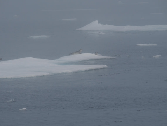 PLA10-26, Day 3, P8051418.JPG © Unknown Photographer - Oceanwide Expeditions.JPG