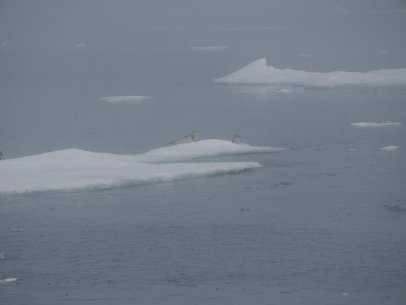 PLA10-26, Day 3, P8051420.JPG © Unknown Photographer - Oceanwide Expeditions.JPG