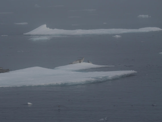 PLA10-26, Day 3, P8051424.JPG © Unknown Photographer - Oceanwide Expeditions.JPG
