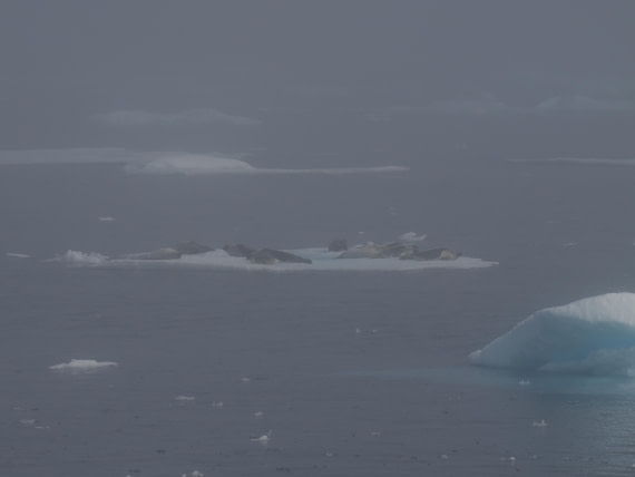 PLA10-26, Day 3, P8051427.JPG © Unknown Photographer - Oceanwide Expeditions.JPG