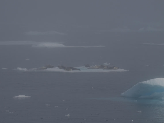 PLA10-26, Day 3, P8051428.JPG © Unknown Photographer - Oceanwide Expeditions.JPG