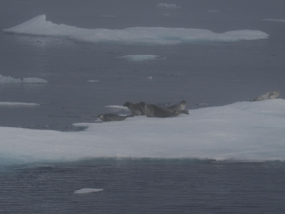 PLA10-26, Day 3, P8051429.JPG © Unknown Photographer - Oceanwide Expeditions.JPG