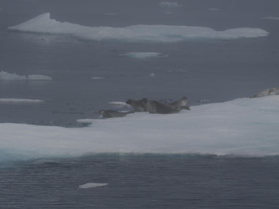 PLA10-26, Day 3, P8051430.JPG © Unknown Photographer - Oceanwide Expeditions.JPG
