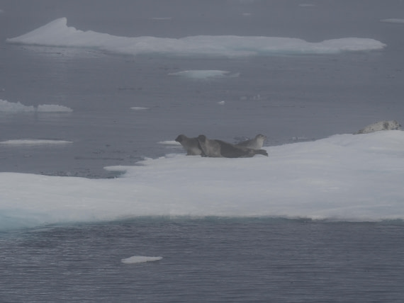PLA10-26, Day 3, P8051431.JPG © Unknown Photographer - Oceanwide Expeditions.JPG