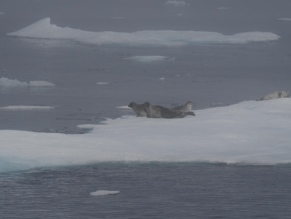 PLA10-26, Day 3, P8051432.JPG © Unknown Photographer - Oceanwide Expeditions.JPG