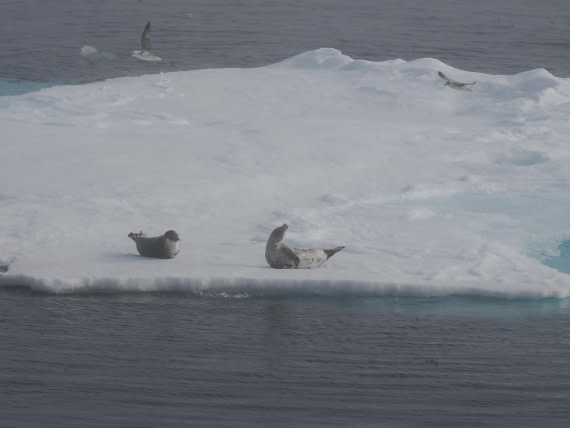 PLA10-26, Day 3, P8051434.JPG © Unknown Photographer - Oceanwide Expeditions.JPG