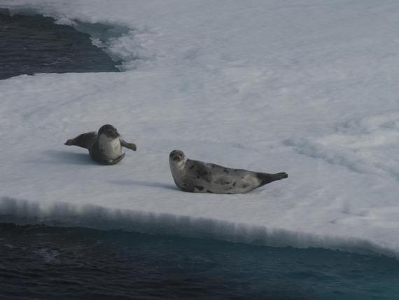 PLA10-26, Day 3, P8051437.JPG © Unknown Photographer - Oceanwide Expeditions.JPG