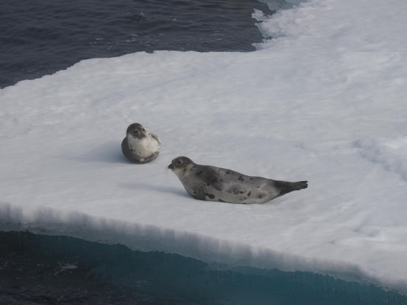 PLA10-26, Day 3, P8051438.JPG © Unknown Photographer - Oceanwide Expeditions.JPG