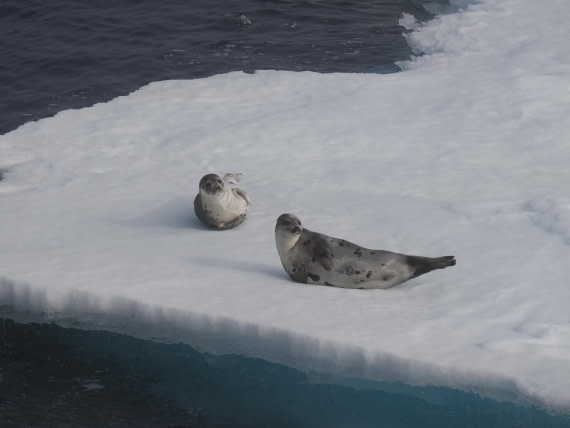 PLA10-26, Day 3, P8051439.JPG © Unknown Photographer - Oceanwide Expeditions.JPG