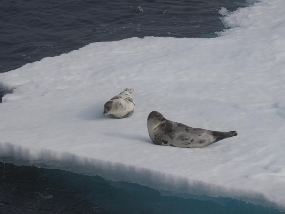PLA10-26, Day 3, P8051441.JPG © Unknown Photographer - Oceanwide Expeditions.JPG