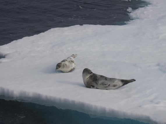 PLA10-26, Day 3, P8051442.JPG © Unknown Photographer - Oceanwide Expeditions.JPG