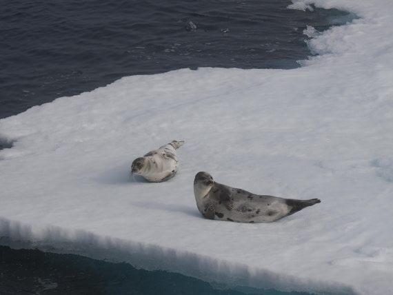 PLA10-26, Day 3, P8051443.JPG © Unknown Photographer - Oceanwide Expeditions.JPG