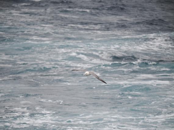 PLA10-26, Day 4, P8061492.JPG © Unknown Photographer - Oceanwide Expeditions.JPG