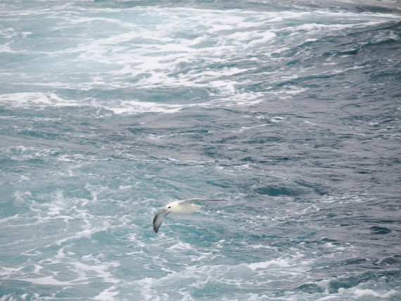 PLA10-26, Day 4, P8061494.JPG © Unknown Photographer - Oceanwide Expeditions.JPG