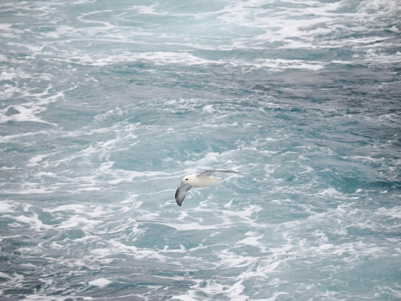 PLA10-26, Day 4, P8061495.JPG © Unknown Photographer - Oceanwide Expeditions.JPG