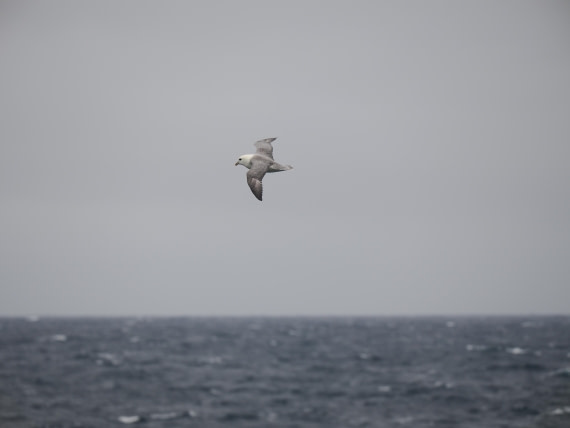 PLA10-26, Day 4, P8061496.JPG © Unknown Photographer - Oceanwide Expeditions.JPG