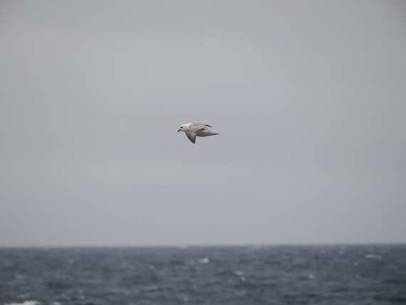PLA10-26, Day 4, P8061498.JPG © Unknown Photographer - Oceanwide Expeditions.JPG
