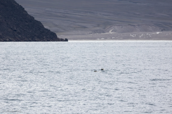 PLA10-26, Day 5, FZ1A4712.jpg © Unknown Photographer - Oceanwide Expeditions.jpg