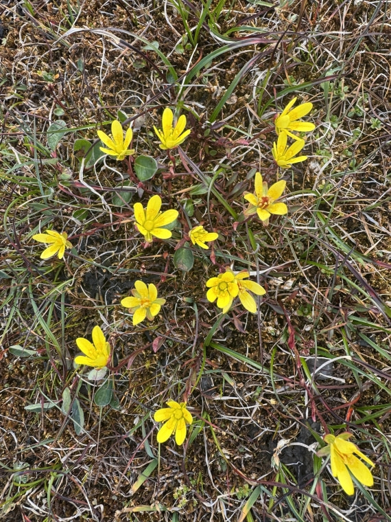 PLA10-26, Day 5, IMG_2091.JPG © Unknown Photographer - Oceanwide Expeditions.JPG
