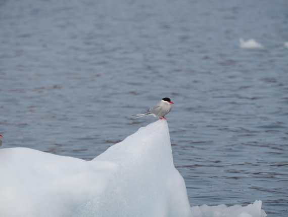PLA10-26, Day 8, P8111562.JPG © Unknown Photographer - Oceanwide Expeditions.JPG