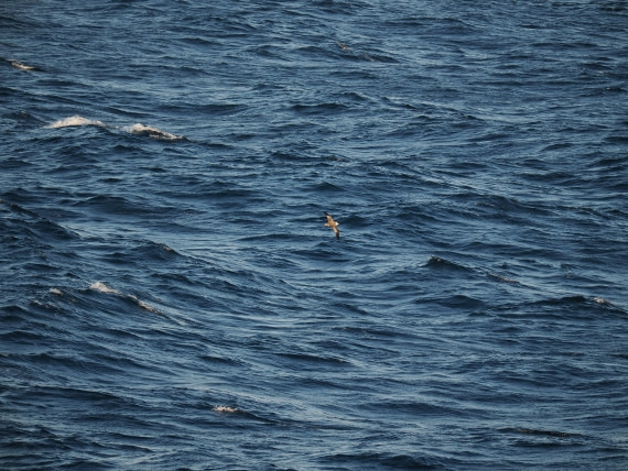 PLA10-26, Day 12, P8141696.JPG © Unknown Photographer - Oceanwide Expeditions.JPG