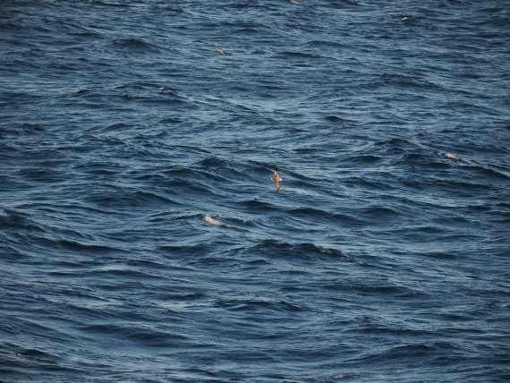 PLA10-26, Day 12, P8141698.JPG © Unknown Photographer - Oceanwide Expeditions.JPG