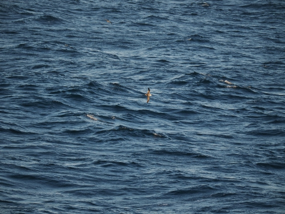 PLA10-26, Day 12, P8141699.JPG © Unknown Photographer - Oceanwide Expeditions.JPG