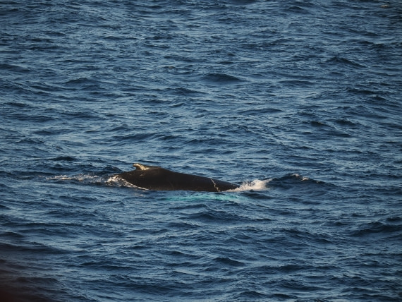 PLA10-26, Day 12, P8141702.JPG © Unknown Photographer - Oceanwide Expeditions.JPG