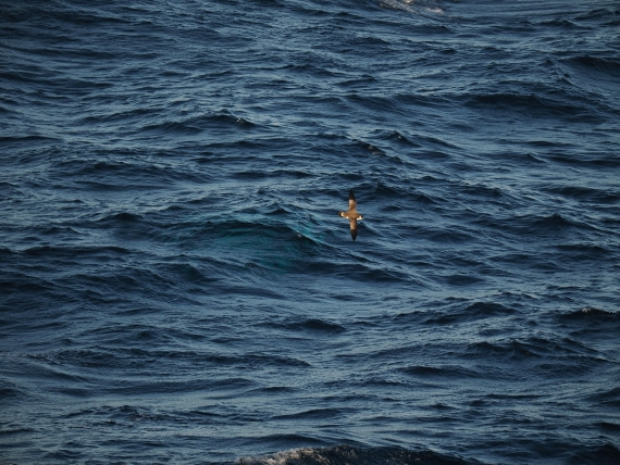 PLA10-26, Day 12, P8141710.JPG © Unknown Photographer - Oceanwide Expeditions.JPG