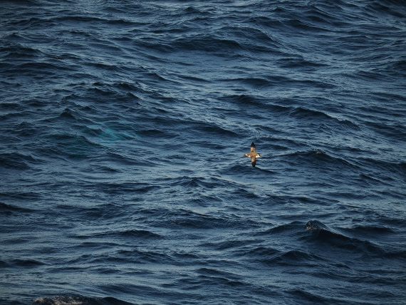 PLA10-26, Day 12, P8141711.JPG © Unknown Photographer - Oceanwide Expeditions.JPG