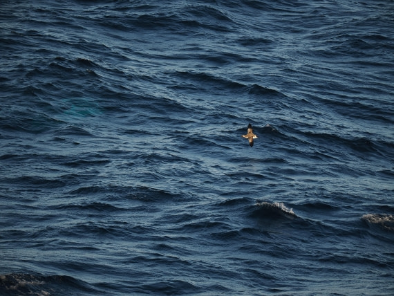PLA10-26, Day 12, P8141712.JPG © Unknown Photographer - Oceanwide Expeditions.JPG