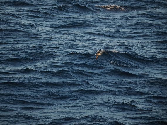 PLA10-26, Day 12, P8141713.JPG © Unknown Photographer - Oceanwide Expeditions.JPG