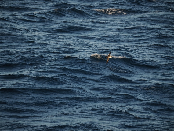 PLA10-26, Day 12, P8141714.JPG © Unknown Photographer - Oceanwide Expeditions.JPG